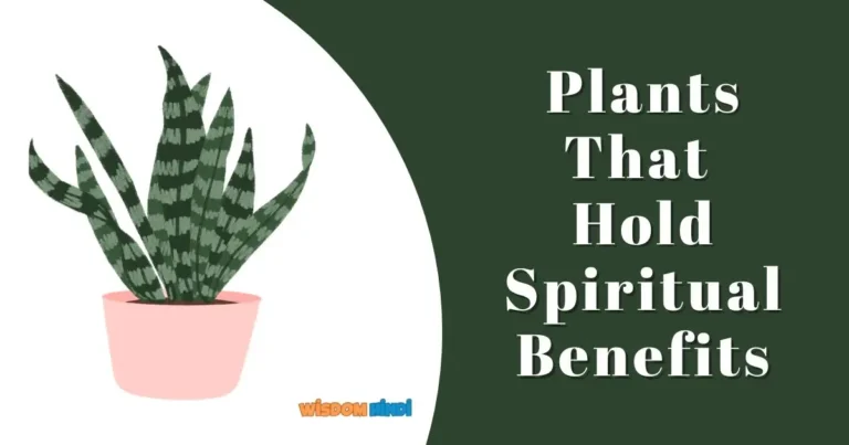 Plants That Hold Spiritual Benefits