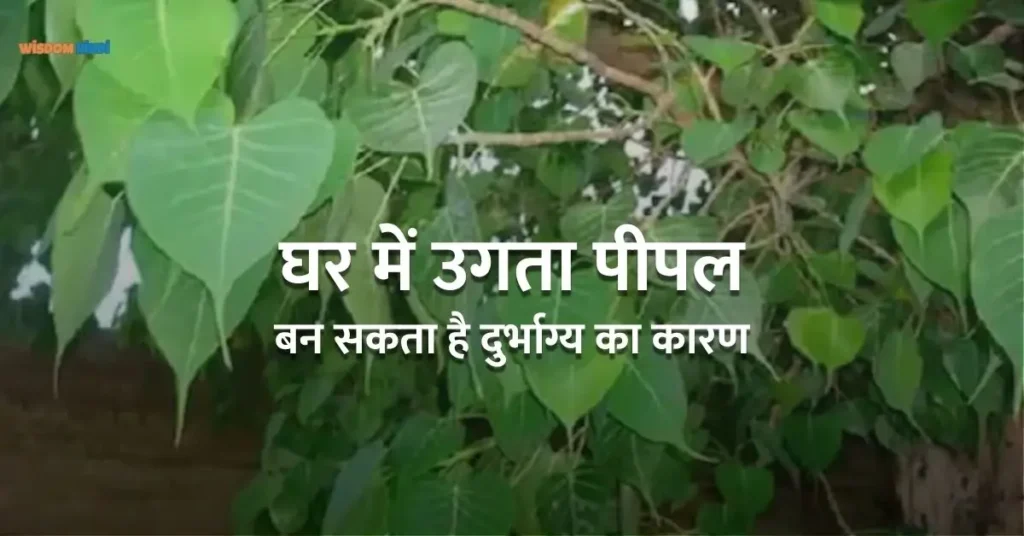 कहीं आपके घर में भी तो नहीं उग रहा पीपल का पेड़? यह बन सकता है आपकी आर्थिक हानि और वंशवृद्धि में बाधा Peepal Ke Ped Ko Kaise Hataye
