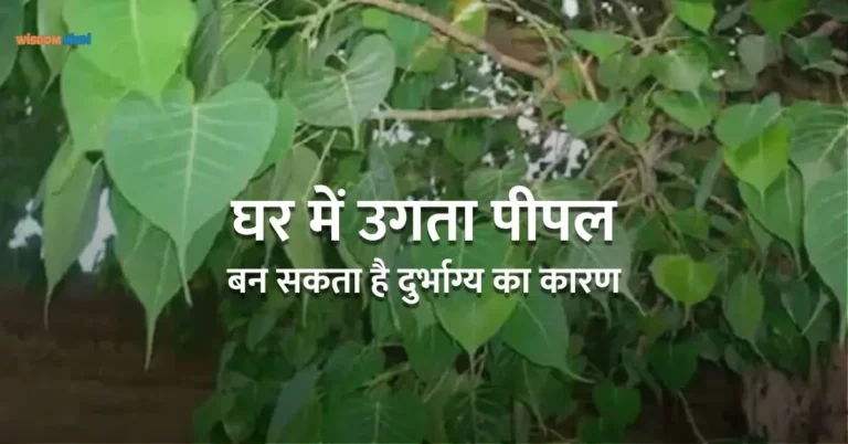 Peepal Ke Ped Ko Kaise Hataye