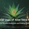 Aloe Vera Flower Astrological Remedy