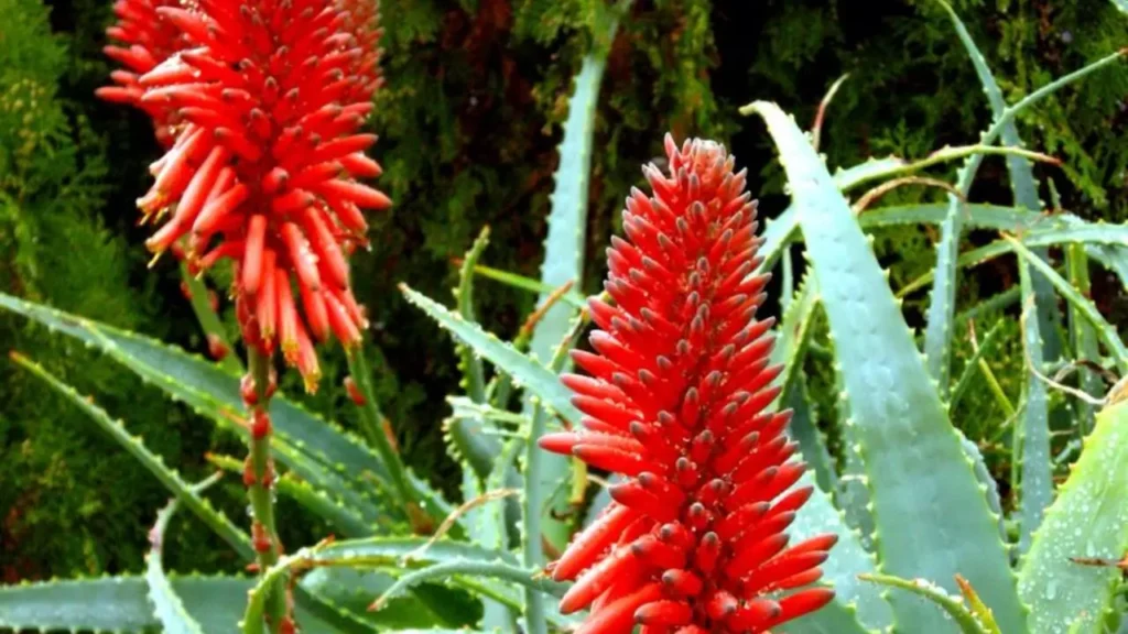 Aloe Vera Ke Phool Ke Tantrik Upay