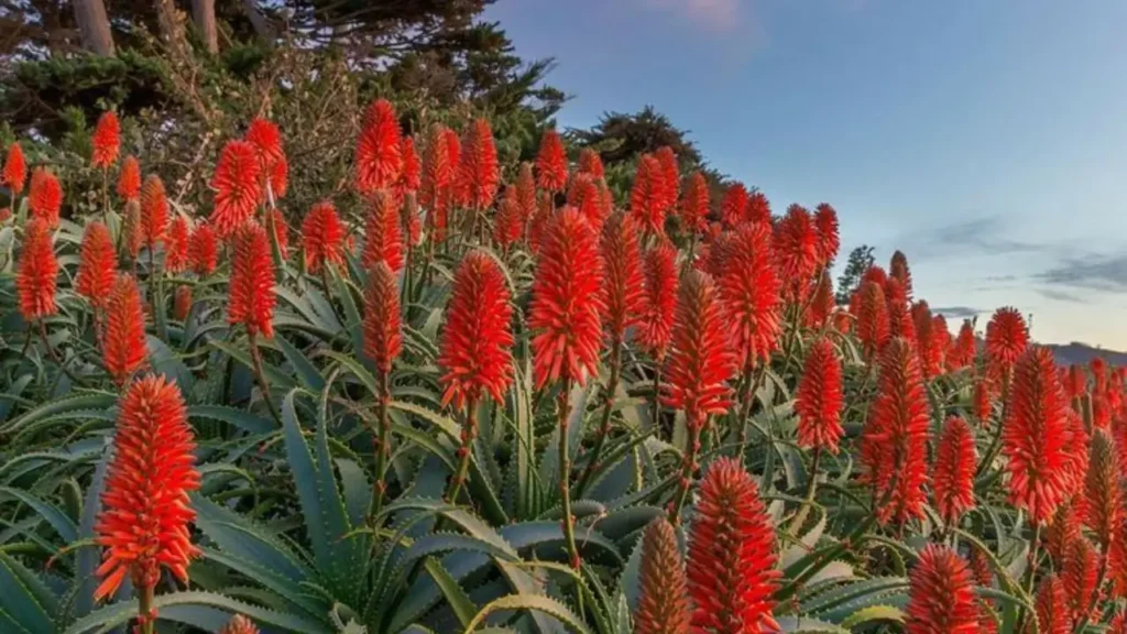 Aloe Vera Ke Phool Ke Upay
