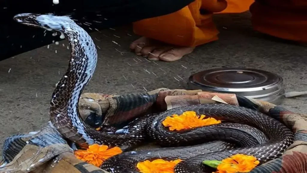 Do This Special Remedy on Nag Panchami for Financial Success and Planetary Peace Nag Panchami 2025