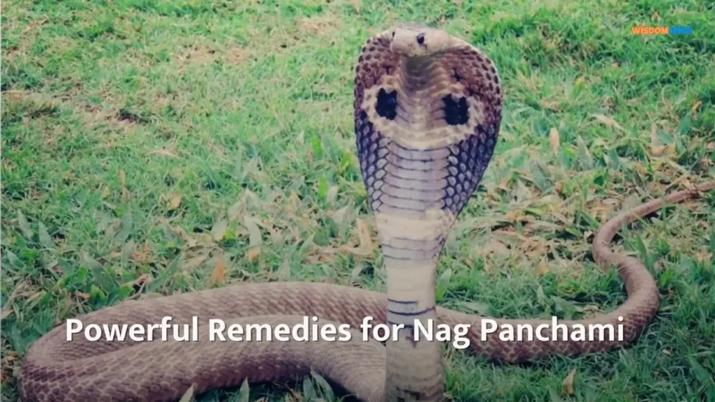 Do This Special Remedy on Nag Panchami for Financial Success and Planetary Peace Nag Panchami Remedies