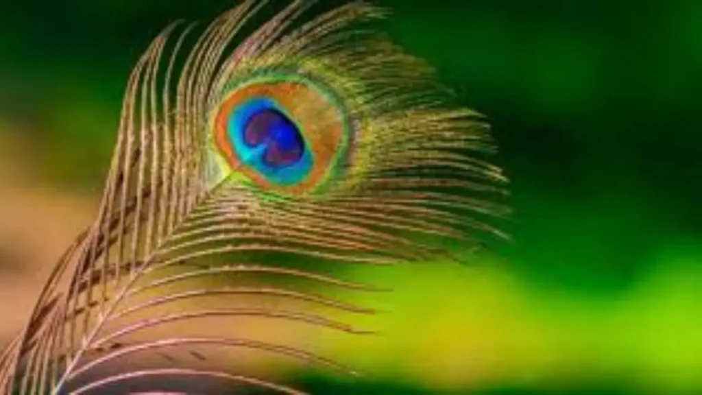 Amazing Remedies of the Peacock Feather on Shri Krishna Janmashtami Peacock Feather Remedy on Janmashtami