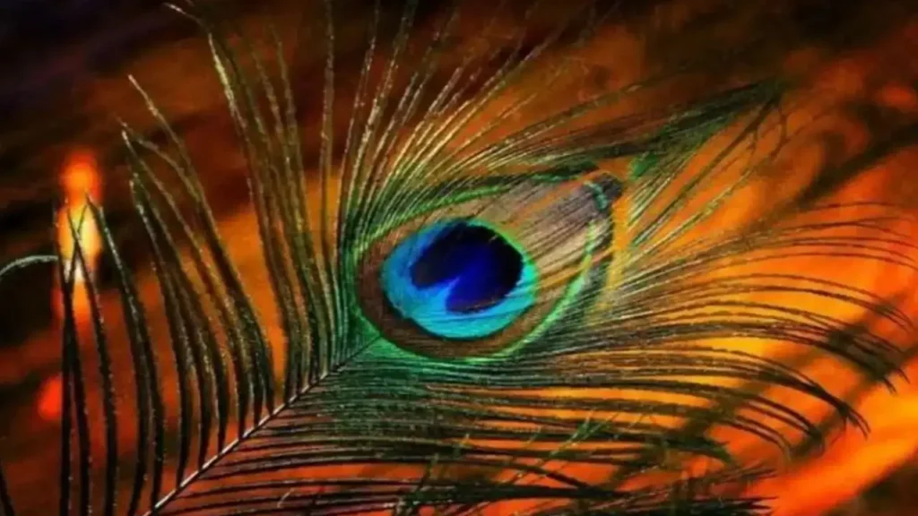 Amazing Remedies of the Peacock Feather on Shri Krishna Janmashtami Remedies of Peacock Feather